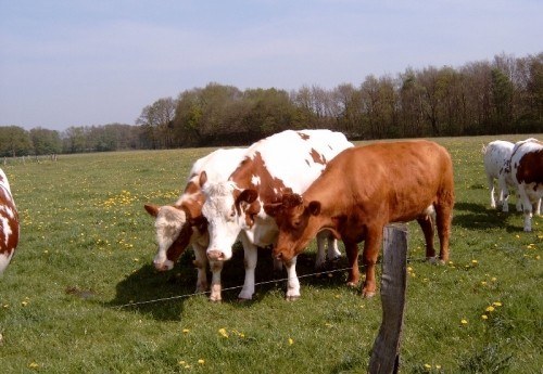 Camping uit Twente ‘Dal van de Mosbeek’ koeien grazen