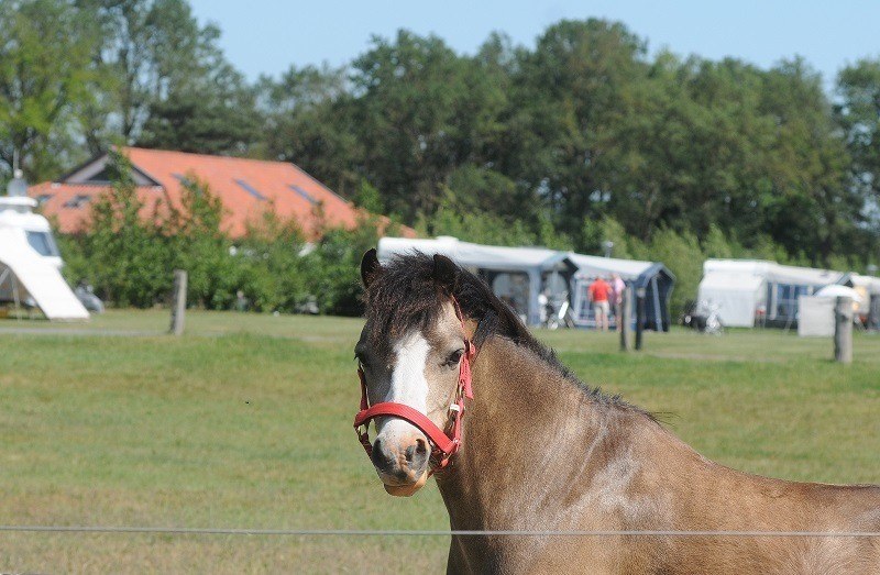 Eigen paard op camping - In Twente bij Ootmarsum