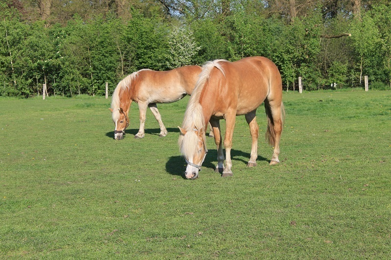 Weidegang paarden op camping in Twente